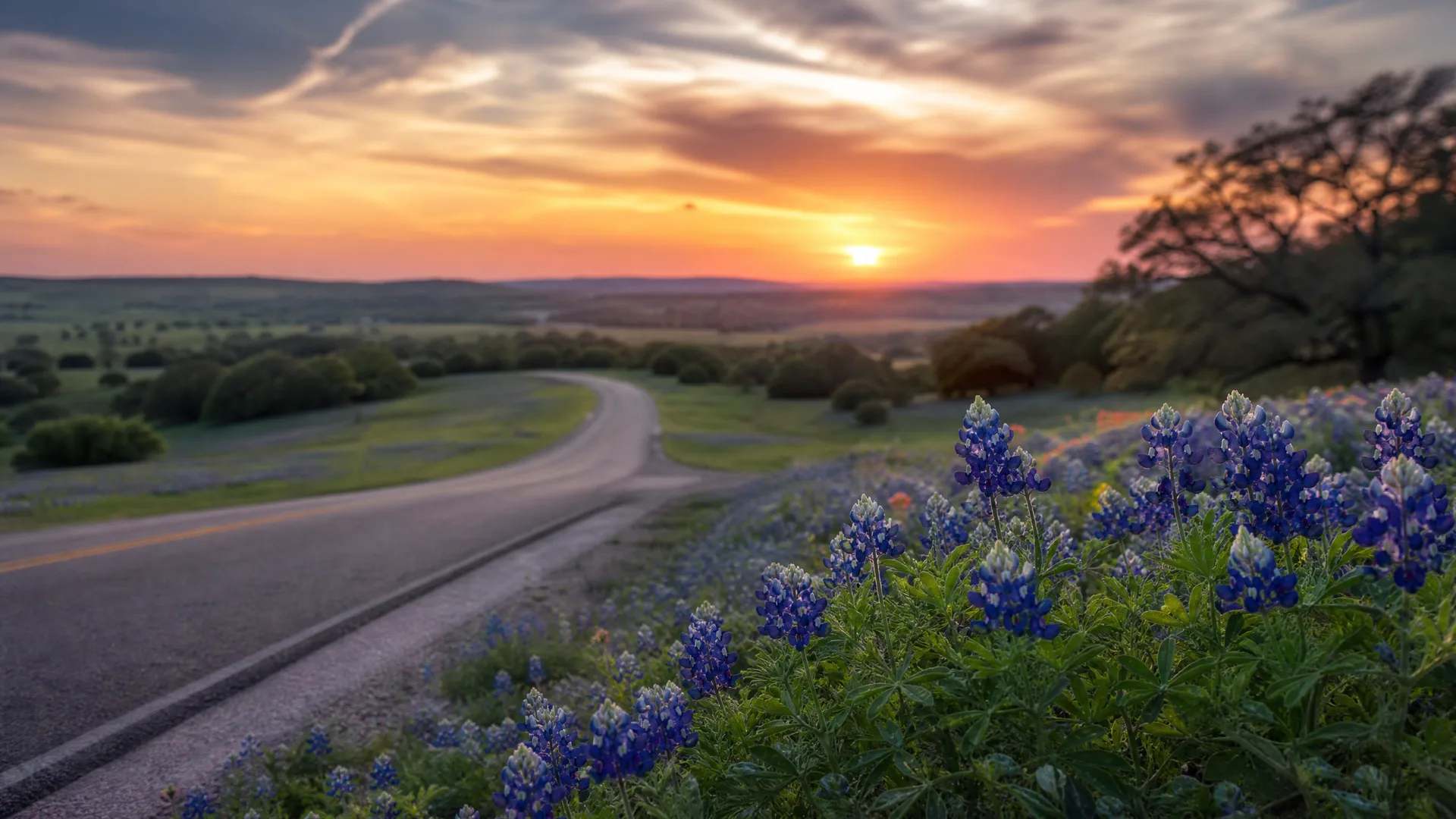 A curving two-lane paved road with a yellow center line runs through rolling green countryside at sunset, with blue and white wildflowers in the foreground and trees silhouetted at right.