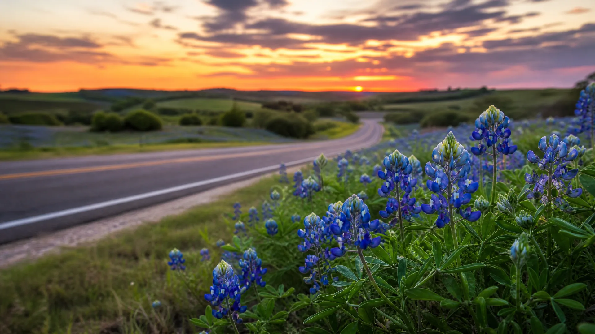 Blue lupine flowers growing along the grassy shoulder of a curving two-lane road at sunset, with rolling green fields and an orange and purple cloudy sky in the background.